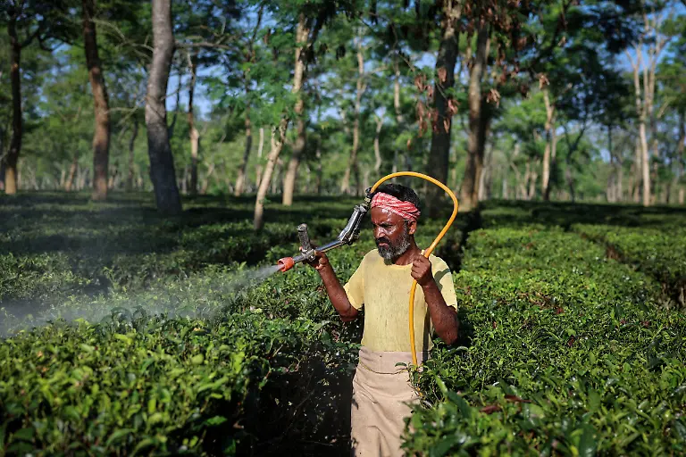 2025-09-04T173929Z-2125880045-RC2ASFA7RSU7-RTRMADP-3-INDIA-TEA-SUPPLY