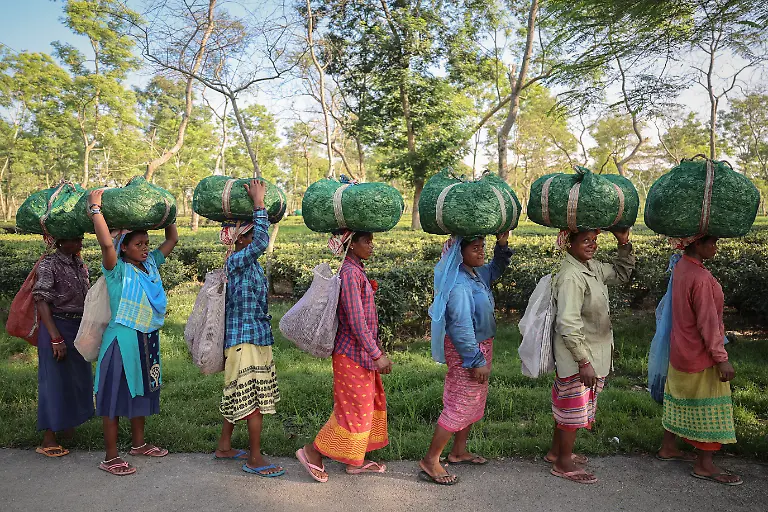 2025-09-04T080221Z-2126350070-RC2ASFAXWATJ-RTRMADP-3-INDIA-TEA-SUPPLY