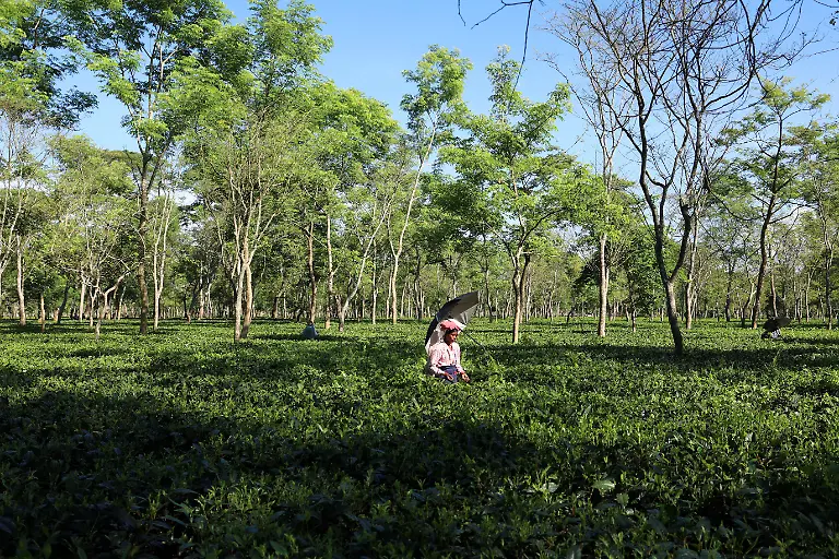 2025-09-04T080222Z-405355229-RC29SFAF0LIQ-RTRMADP-3-INDIA-TEA-SUPPLY