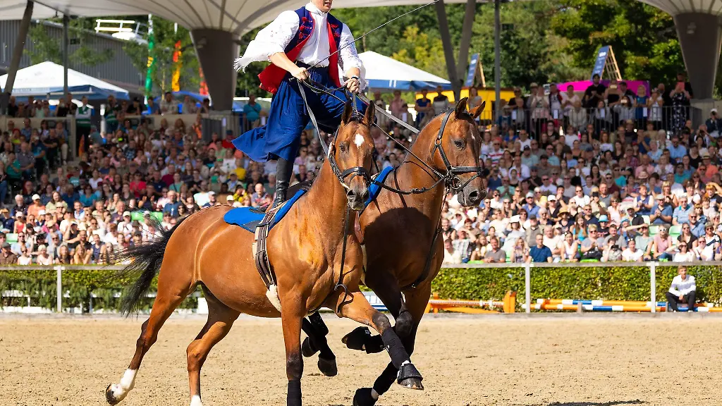 In-Moritzburg-ist-am-Samstag-die-traditionelle-Hengstparade-eroeffnet-worden