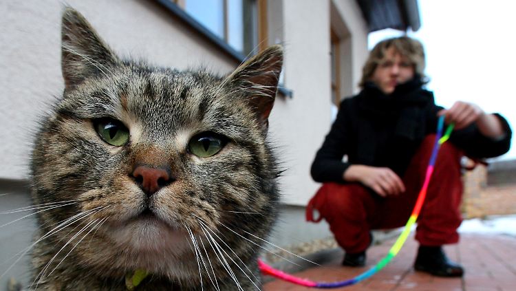 Über den Kot von Katzen wird Toxoplasmose auf den Menschen übertragen.