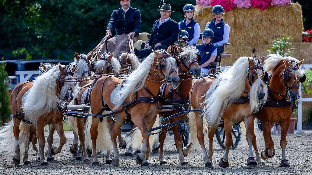 Haflinger-Pferde-beim-Showprogramm-vor-der-Tribuene