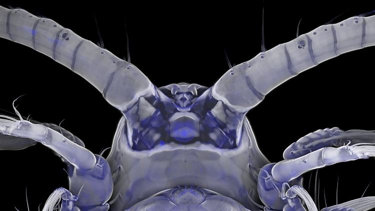 Die Unterseite des Vorderendes eines weiblichen Ruderfußkrebses der Art Centropages hamatus mit einem Laserrastermikroskop aufgenommen.