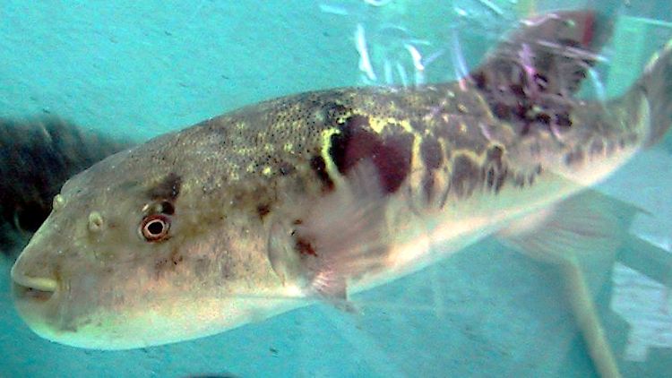 Ein Fugu in einem Aquarium. 