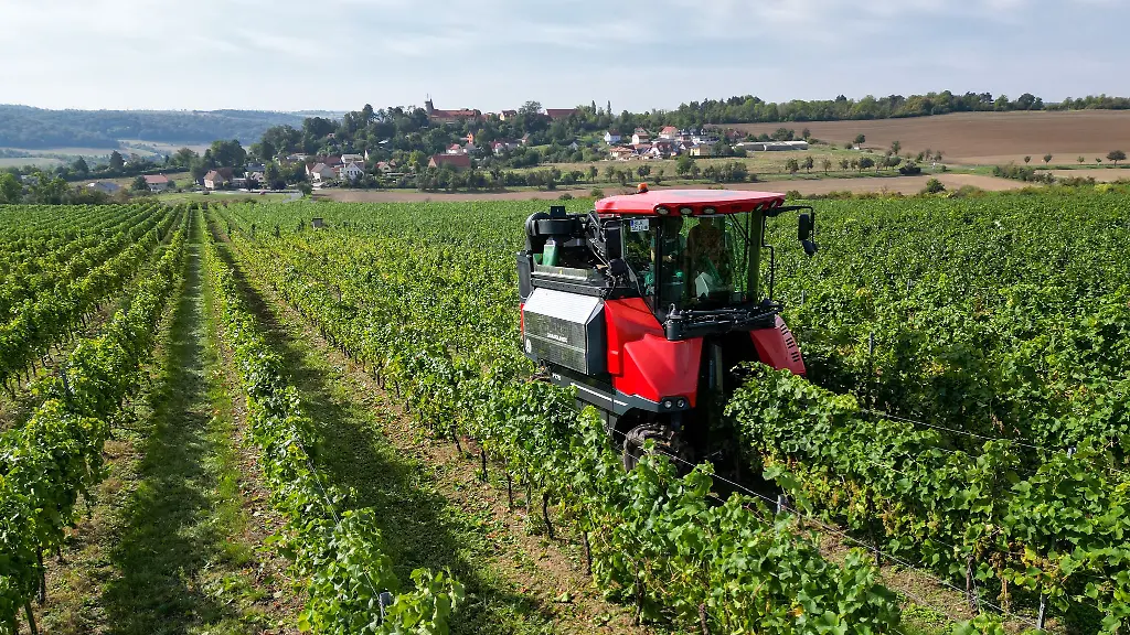 Erst-die-Trauben-fuer-den-Federweissen-ab-15-September-dann-die-grosse-Weinlese-an-Saale-und-Unstrut