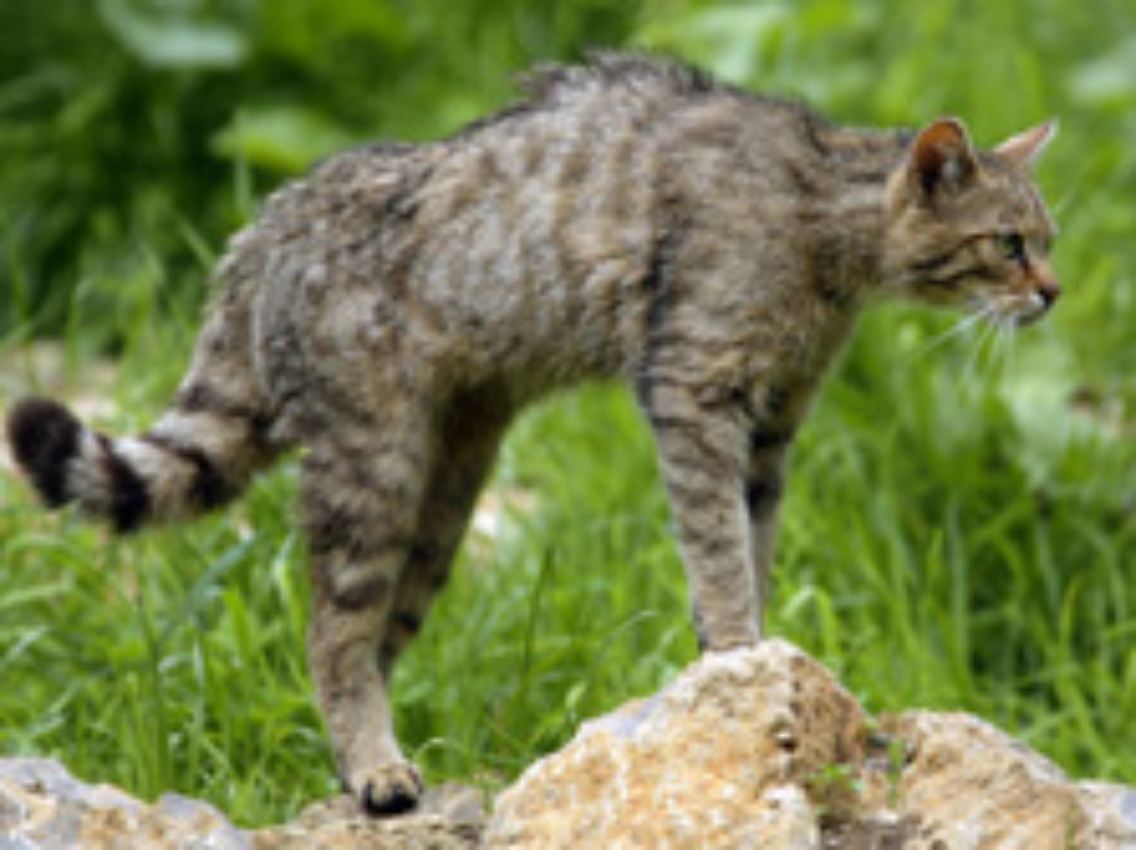 Europäische Wildkatze (lat. Felis silvestris).