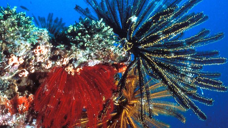 Farbenprächtiger Korallenbewuchs am Great Barrier Reef.