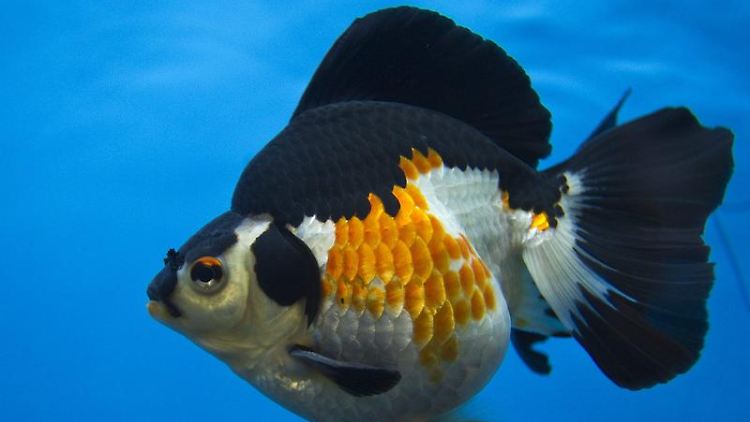 Ein Goldfisch in einem Aquarium: Fische haben magnetische "Kompass-Zellen". Sie ermöglichen den Tieren eine Ausrichtung am Magnetfeld der Erde.