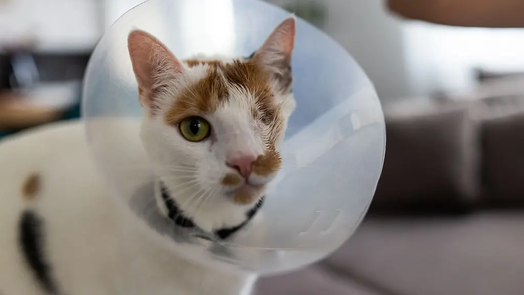 Katze-Maja-wurde-von-zwei-Geschossen-getroffen