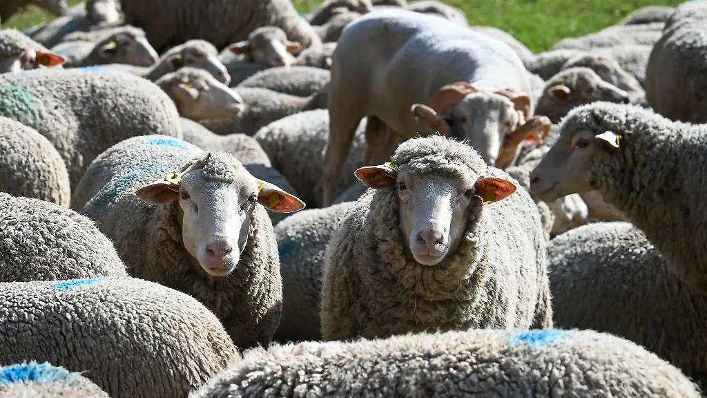 Rund-20-Tiere-brechen-aus-ihrem-Gehege-aus