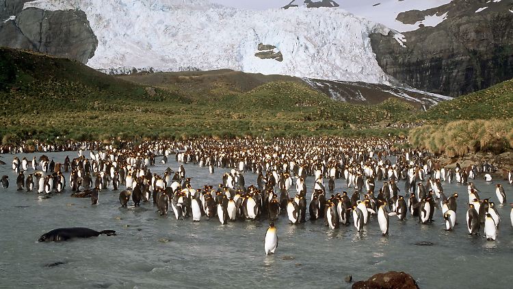 Königspinguine leiden unter Stress, wenn zu viele Touristen oder Forscher auf ihr Territorium kommen.