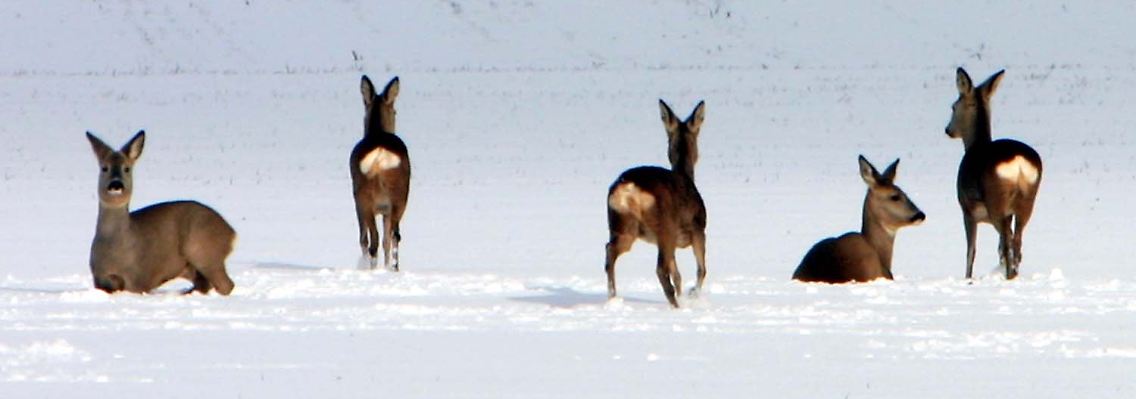 Rehe scheinen sich auch im Schnee wohlzufühlen.