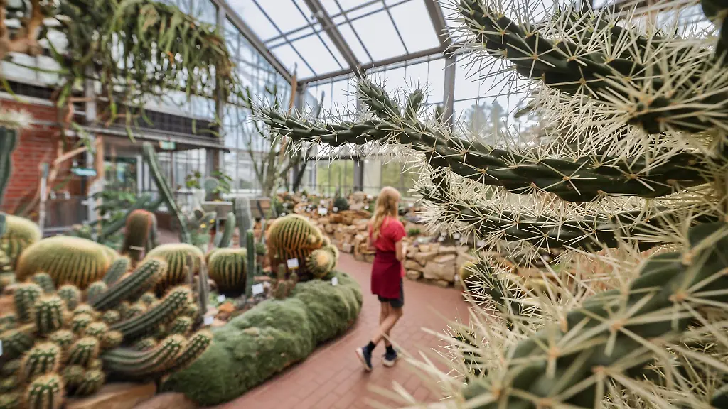 Aus-dem-Botanischen-Garten-in-Kiel-wurden-zuletzt-immer-wieder-Kakteen-gestohlen