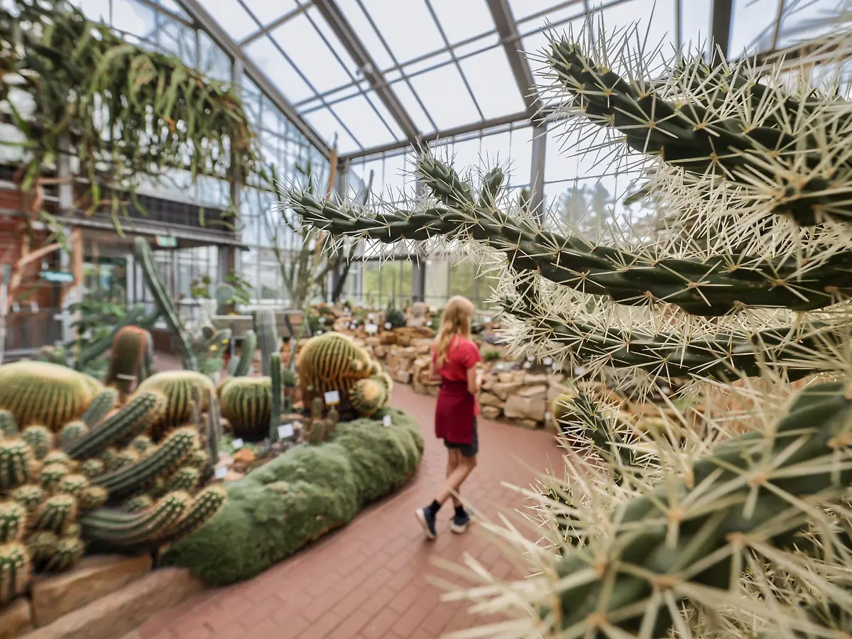 Hamburg & Schleswig-Holstein: Kaktus-Diebe schlagen immer wieder in  Botanischen Grten zu - ntv.de