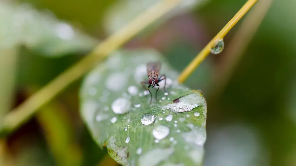 In-den-naechsten-Tagen-sind-immer-wieder-Schauer-zu-erwarten