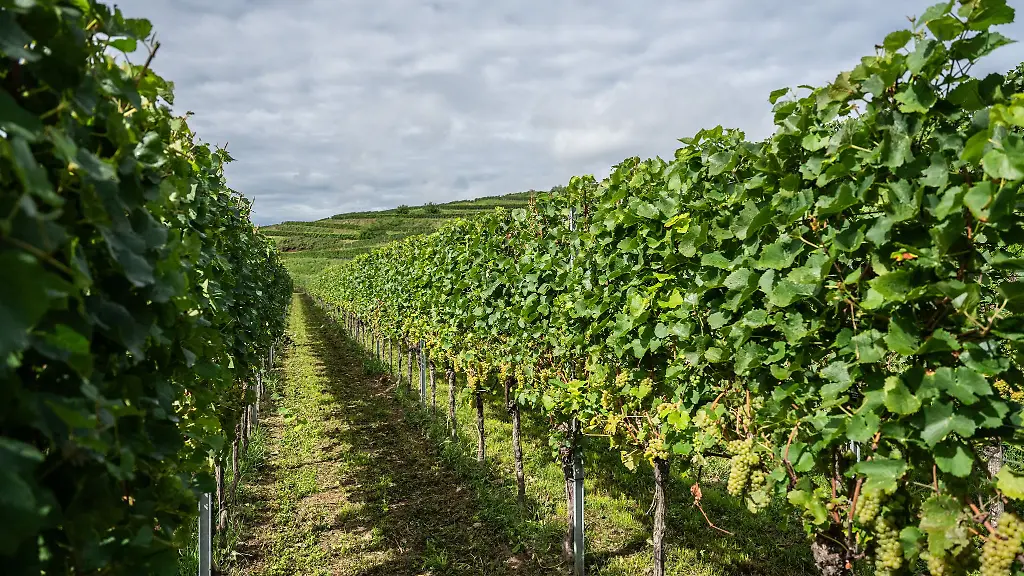 Vorerst-soll-es-nun-doch-keine-Pflichtabgabe-fuer-Winzer-geben