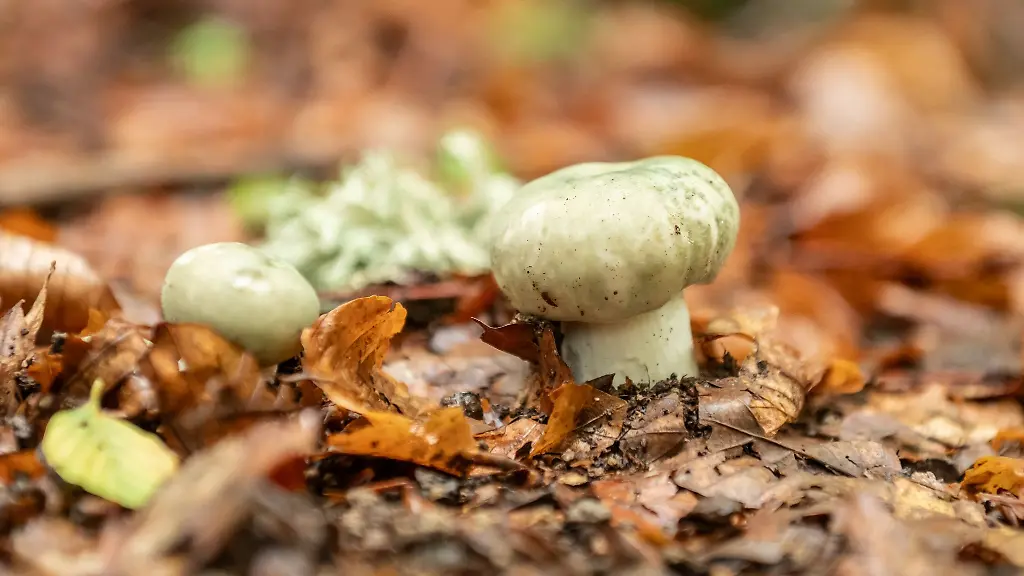 Eine-Frau-hat-ihre-83-Jahre-alte-Nachbarin-beim-Pilzsammeln-im-Wald-aus-den-Augen-verloren-und-die-Polizei-alarmiert