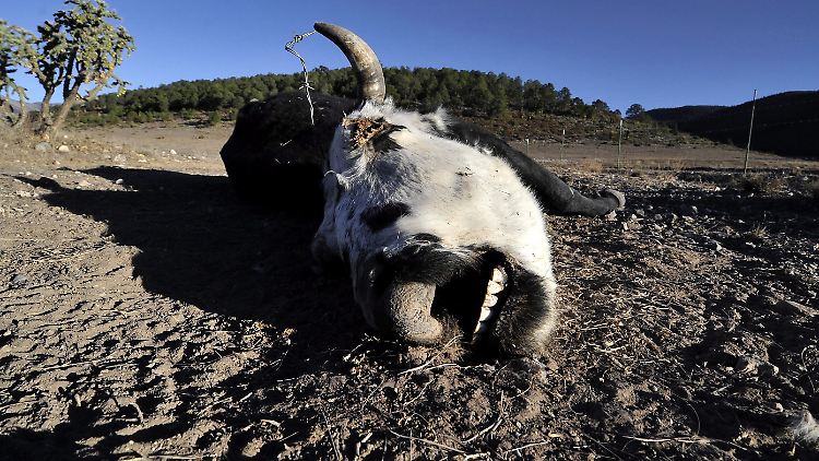 El Niño könnte wieder zu schlimmsten Dürreperioden führen.