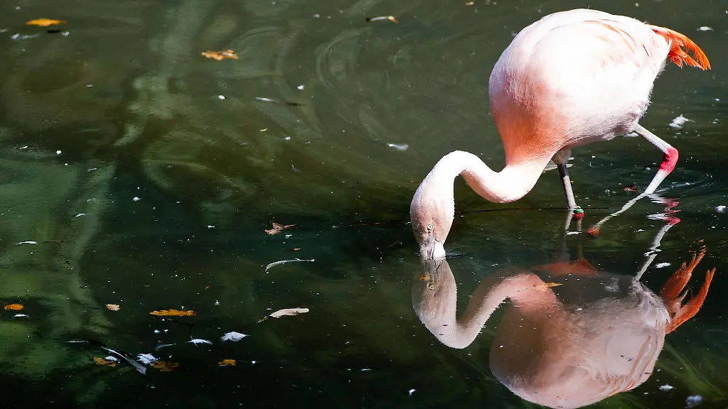 Flamingos-gibt-es-in-Deutschland-vor-allem-in-Zoos-wie-hier-in-Dortmund
