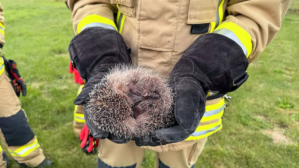 Entkraeftet-aber-in-Sicherheit-Nach-der-Rettungsaktion-kugelt-sich-der-kleine-Igel-in-den-Haenden-eines-Feuerwehrmanns-ein