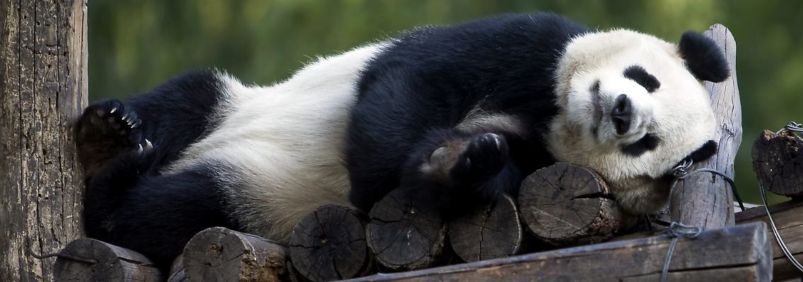 Ein Riesenpanda macht ein Nickerchen - im Zoo von Peking.