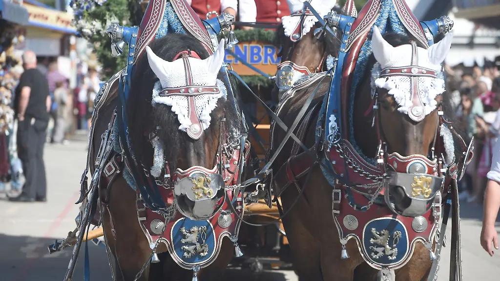 Praechtig-geschmueckt-ziehen-die-Pferde-durch-die-Strassen-und-uebers-Festgelaende