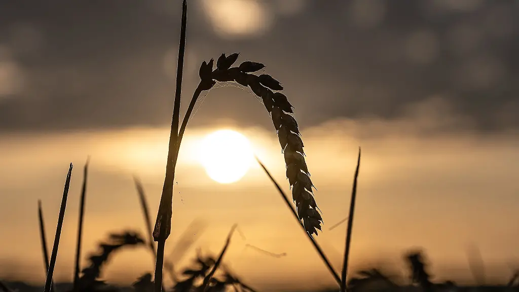 Die-Landwirte-in-Niedersachsen-haben-eine-laut-Landwirtschaftskammer-sehr-beachtliche-Ernte-eingefahren-die-Preise-aber-sinken