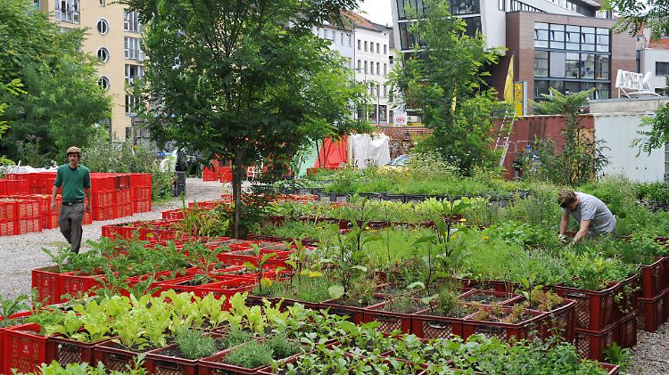 "Prinzessinnengärten" in Berlin-Kreuzberg: Gärtnern erlebt einen neuen Boom, in vielen deutschen Metropolen greifen Bürger zu Spaten und Harke.