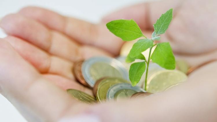 Wie zarte Pflanzen müssen auch Geldanlagen ein wenig gepflegt werden. Aber schon mit geringem Aufwand können ansehnliche Renditen erwirtschaftet werden.