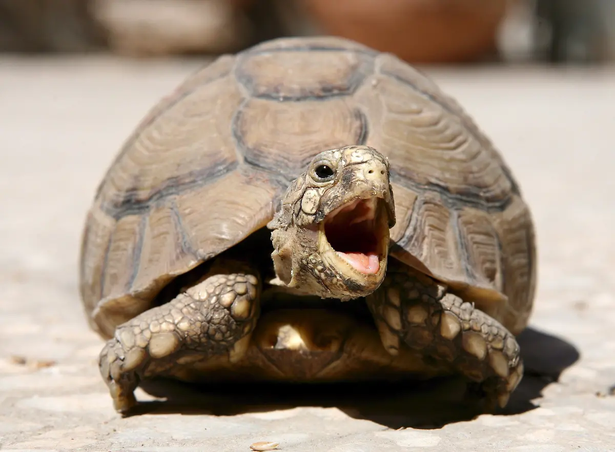 Schildkroete-gaehnen
