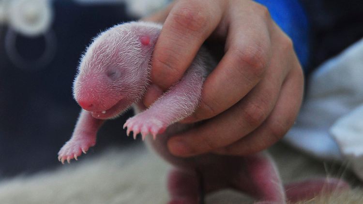 Für eine Woche war das noch namenlose Panda-Baby der gefeierte Held im Zoo, jetzt ist es tot.