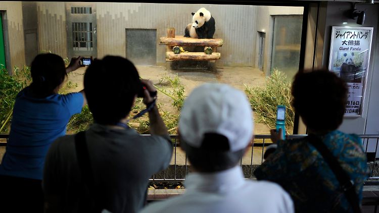 Der Zoodirektor verordnete der Panda-Mutter nach dem Tod ihres Jungtiers eine kleine Auszeit.