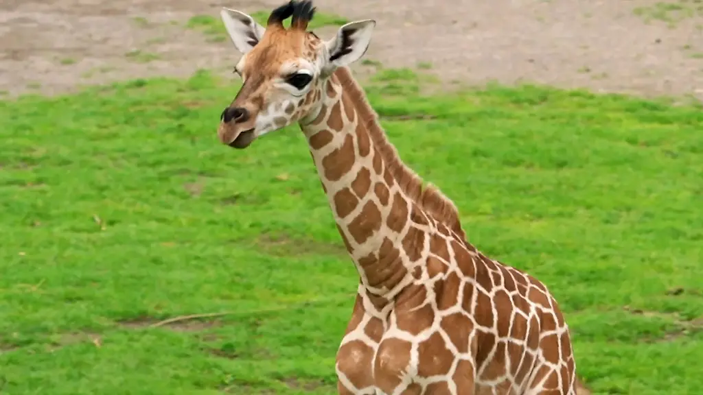 Den-Zoo-erreichten-ueber-1-600-Namensvorschlaege-fuer-den-Giraffennachwuchs