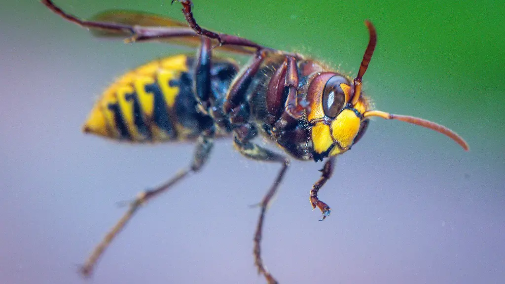 Die-Hornisse-hatte-einen-25-Jahre-alten-Autofahrer-erschreckt