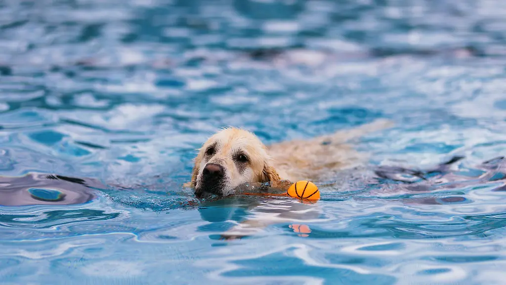 Sechs-Stunden-lang-konnten-die-Vierbeiner-ins-Wasser-mit-extra-verringertem-Chlorgehalt