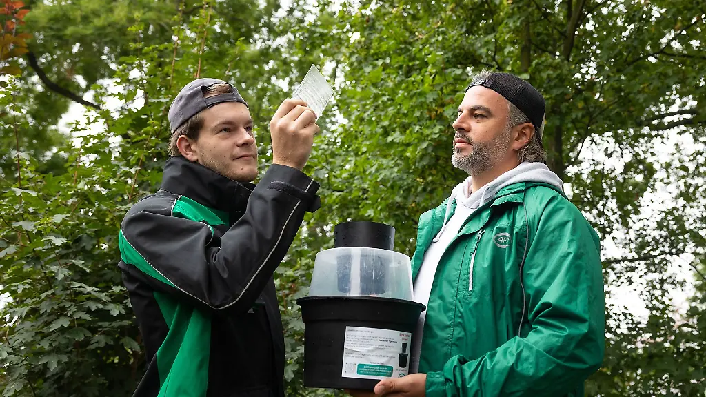 Nach-Funden-in-der-Dresdner-Neustadt-liess-das-Gesundheitsamt-Fallen-aufstellen