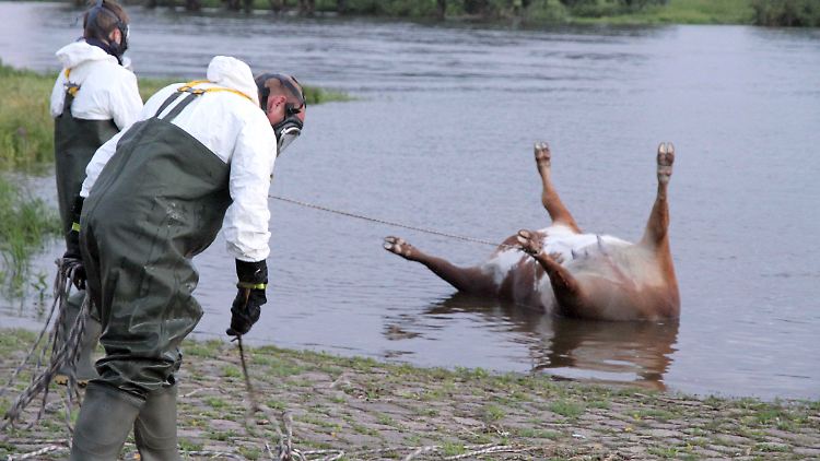 Das durch die Seuche geschwächte Rind war offenbar in die Elbe gestürzt und ertrunken.