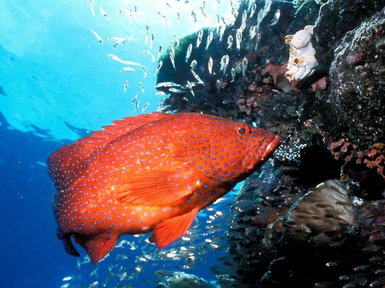 Korallenriffe sind nicht nur schön anzusehen, als Schutzzone lassen sie die Fischpopulationen in diesem Bereich auch wieder wachsen.