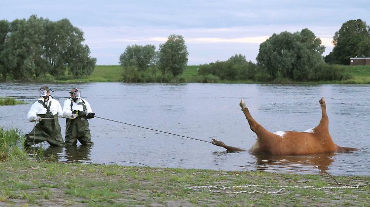 Diese tote Kuh wurde im vergangenen Jahr in Brandenburg nahe der Ortschaft Lütkenwisch aus der Elbe geborgen. 