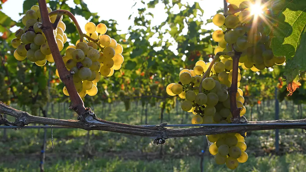 Mehrere-Reihen-Weintrauben-wurden-vergangenes-Wochenende-in-Westhofen-geklaut-Das-ist-bereits-die-neunte-Tat-Ob-ein-Zusammenhang-besteht-wird-noch-ermittelt