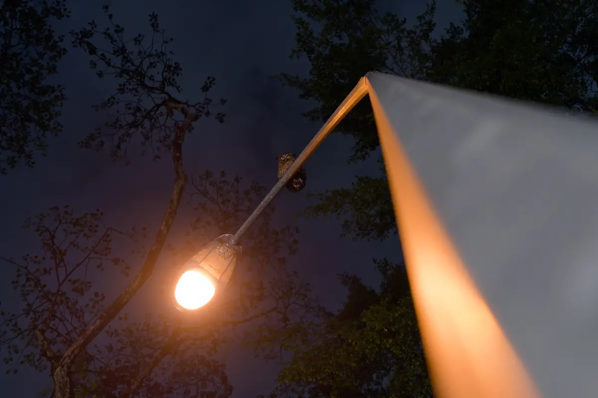 Bronze-Creative-Perspectives