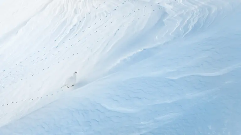 Silver-Birds-in-the-Environment