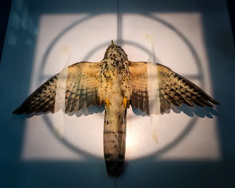 Gold-Conservation-Single-Image