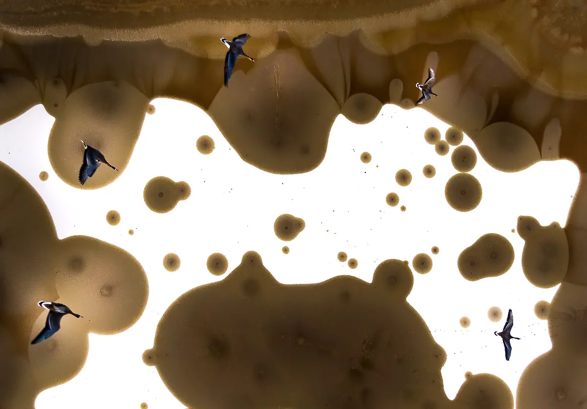 Bronze-Birds-in-Flight