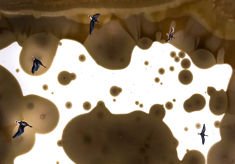 Bronze-Birds-in-Flight