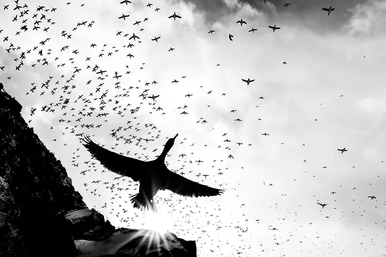 Gold-Black-and-White