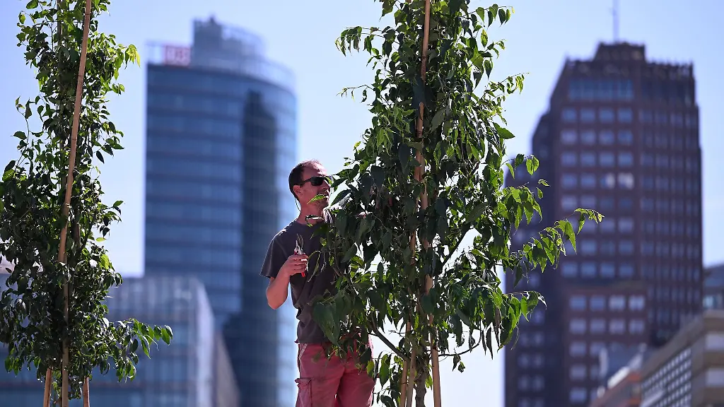 Wie-viel-Baeume-in-Berlin-in-den-naechsten-Jahren-neu-gepflanzt-werden-ist-noch-offen