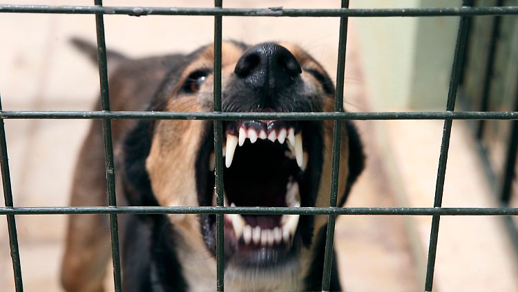 Wenn Werte vor die Hunde gehen ...
