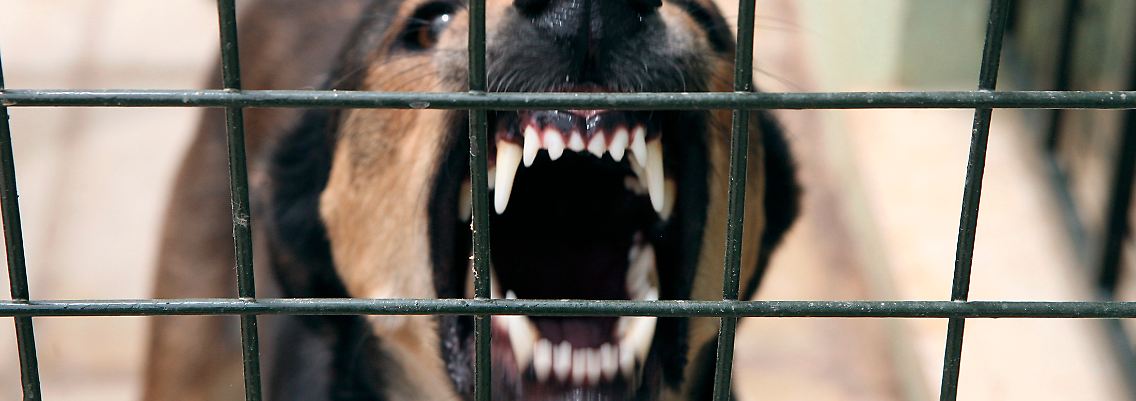 Wenn Werte vor die Hunde gehen ...