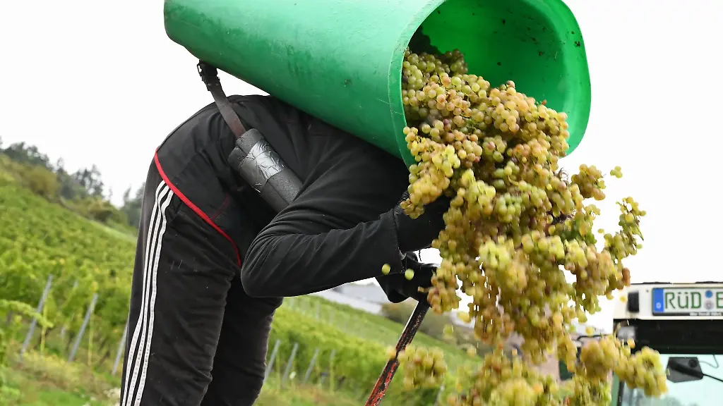 Die-Winzer-im-Rheingau-mussten-sich-dieses-Jahr-bei-der-Weinlese-sputen